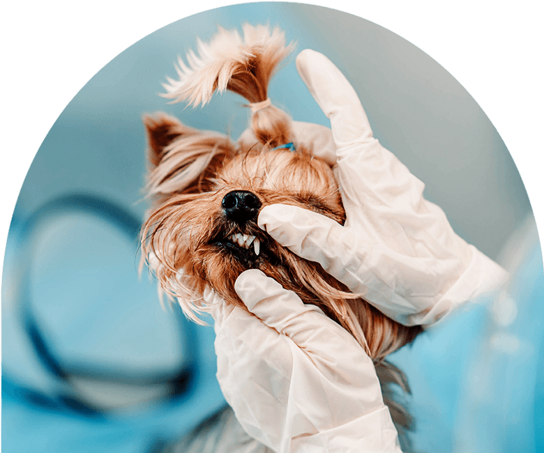 vet checking yorkshire terrier dog's teeth