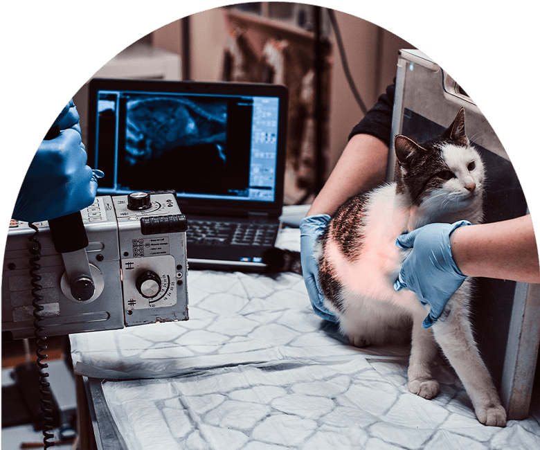 vets taking an x-ray on cat