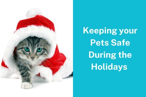 Keeping your Pets Safe During the Holidays