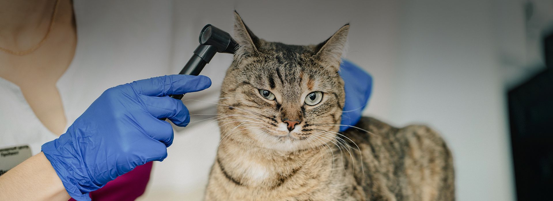 vet checking cat's ear
