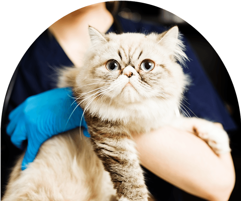 beautiful persian cat at the vet