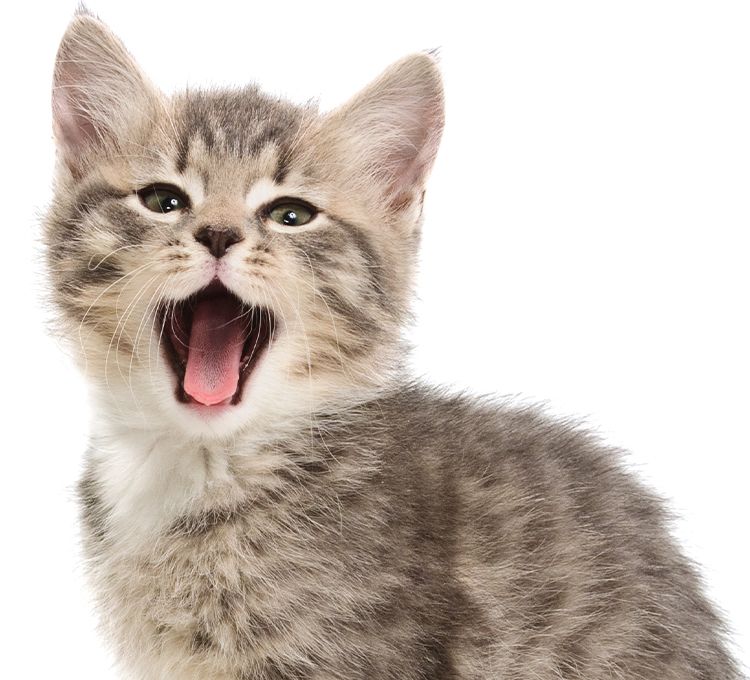 small gray kitten yawning