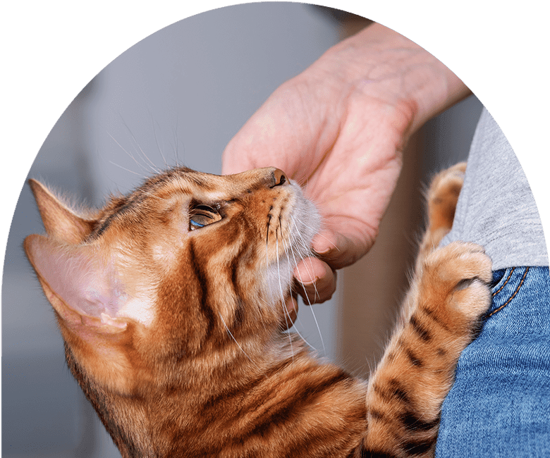 cat leaning its front paws at owner