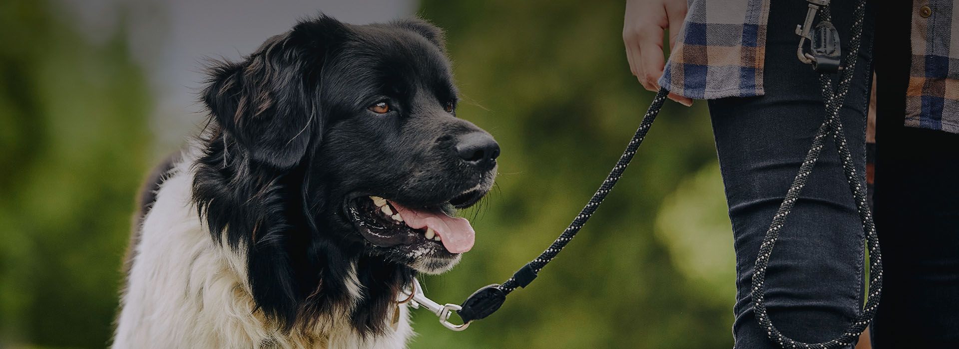 happy czech mountain dog walking