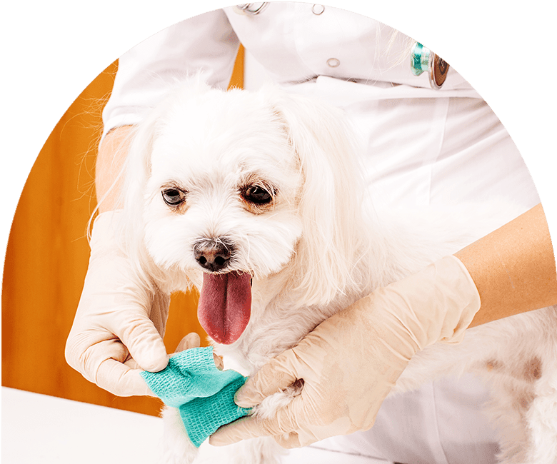 Pet Urgent Care Little Elm, Frisco, Prosper | SimpleVet Pet Hospital