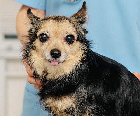 vet taking care of an old chihuahua dog